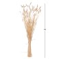 Preview: DEKORATIVER GETROCKNETER BOUQUEΤ KANINCHENSCHWANZ CREME 76cm