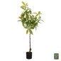 Preview: DEKORATIVE SYNTHETISCHE PFLANZE DICK MIT TOPF 125 cm