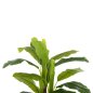 Preview: DEKORATIVE SYNTHETISCHE PFLANZE BANΑΝΑ-BAUM IM TOPF 123 cm