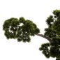 Preview: DEKORATIVE SYNTHETISCHE PFLANZE IM TOPF SCHÖNER KIEFERBAUM (BONSAI) 55x130x114Hcm