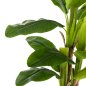 Preview: DEKORATIVE SYNTHETISCHE PFLANZE BANΑΝΑ-BAUM IM TOPF 150 cm