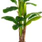 Preview: DEKORATIVE SYNTHETISCHE PFLANZE BANΑΝΑ-BAUM IM TOPF 150 cm