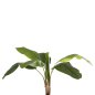 Preview: DEKORATIVE SYNTHETISCHE PFLANZE BANΑΝΑ-BAUM IM TOPF 180 cm
