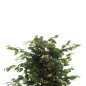 Preview: DEKORATIVE SYNTHETISCHE PFLANZE Banianbaum im Topf 136cm