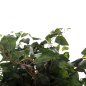 Preview: DEKORATIVE SYNTHETISCHE PFLANZE Banianbaum im Topf 136cm