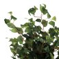 Preview: DEKORATIVE SYNTHETISCHE PFLANZE Banianbaum im Topf 125 cm