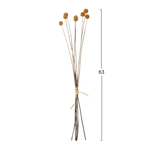 DEKORATIVER GETROCKNETER STRAUSS CRASPEDIA GLOBOSA GELB 63cm