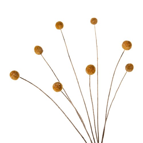 DEKORATIVER GETROCKNETER STRAUSS CRASPEDIA GLOBOSA GELB 63cm