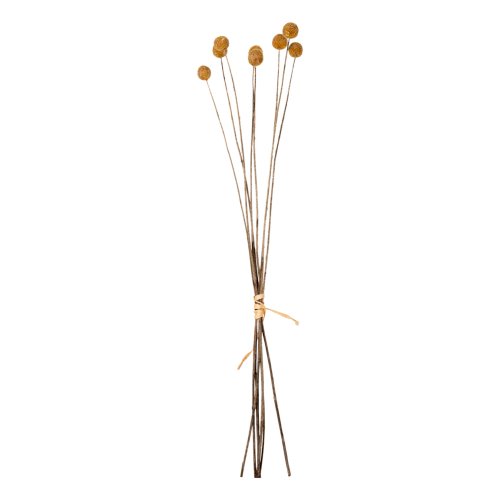 DEKORATIVER GETROCKNETER STRAUSS CRASPEDIA GLOBOSA GELB 63cm