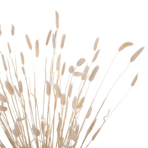 DEKORATIVER GETROCKNETER BOUQUEΤ KANINCHENSCHWANZ CREME 76cm
